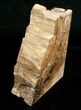 Small Cherry Petrified Wood Bookends #5047-3